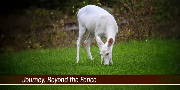 Journey Beyond the Fence