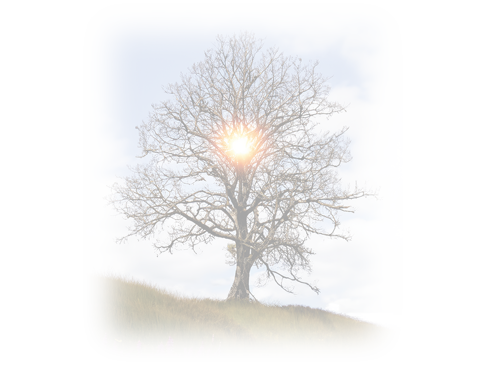 transparent oak